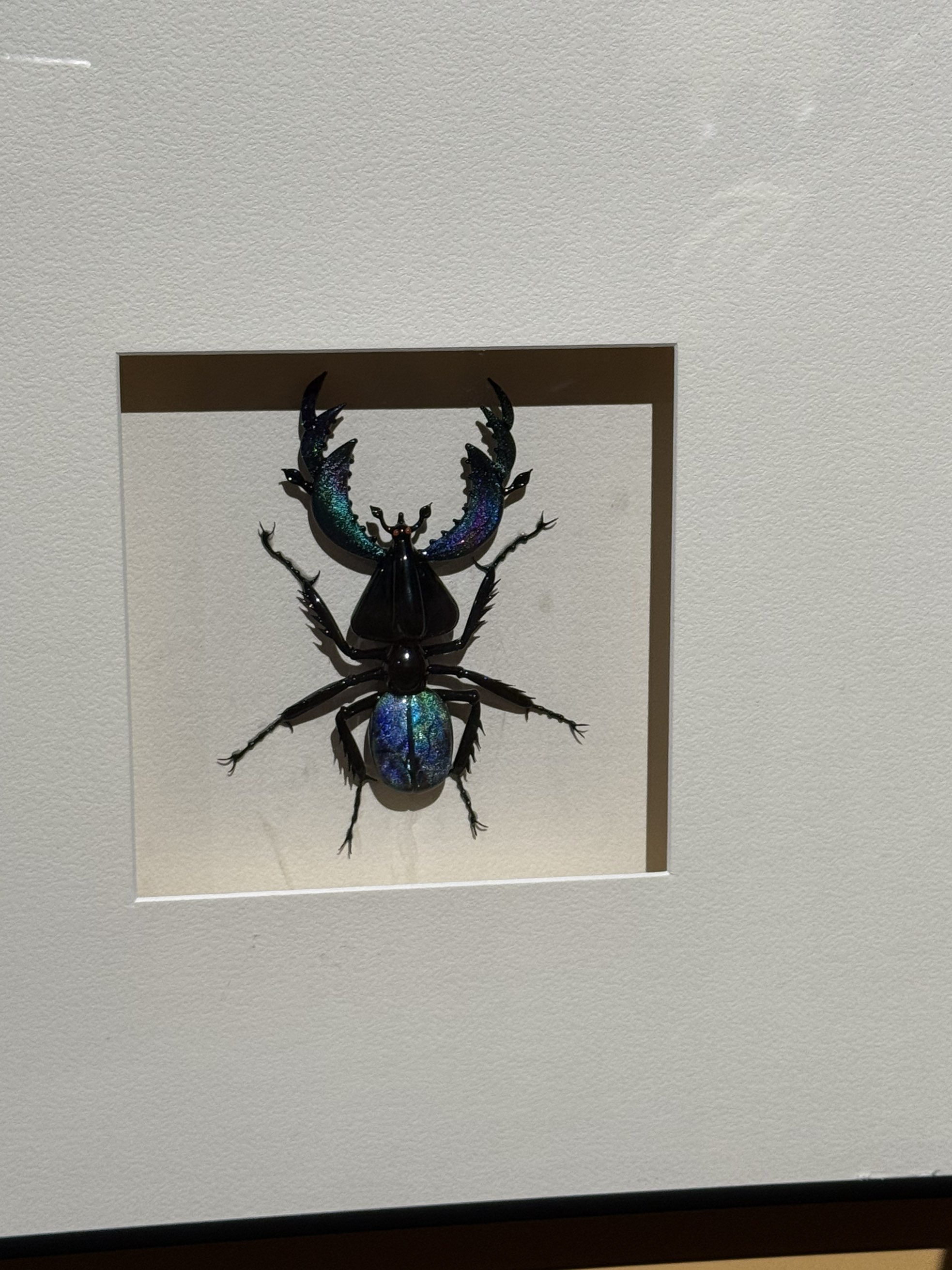 昆虫标本展示图
